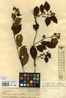 Specimen picture.