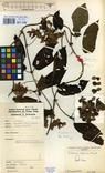 Specimen picture.