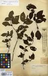 Specimen picture.