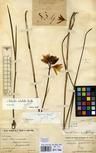 Specimen picture.