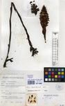 Specimen picture.