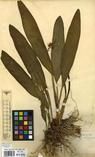 Specimen picture.