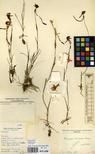 Specimen picture.