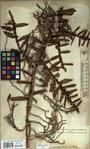 Specimen picture.
