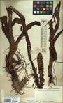 Specimen picture.