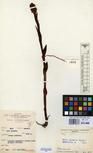 Specimen picture.