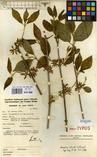 Specimen picture.