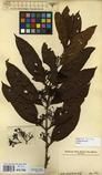 Specimen picture.