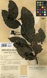 Specimen picture.
