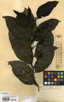 Specimen picture.