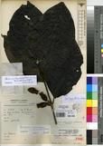 Specimen picture.