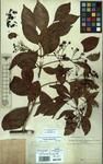 Specimen picture.