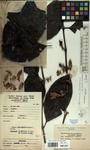 Specimen picture.