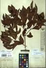 Specimen picture.