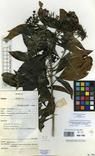 Specimen picture.