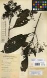 Specimen picture.