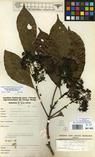 Specimen picture.