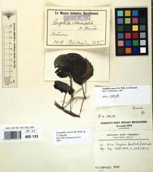 Specimen picture.