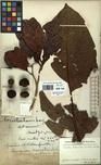 Specimen picture.