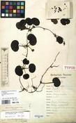 Specimen picture.