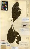 Specimen picture.