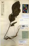 Specimen picture.