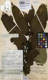 Specimen picture.