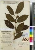 Specimen picture.