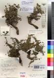 Specimen picture.