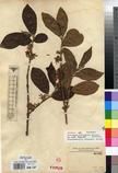 Specimen picture.