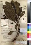 Specimen picture.