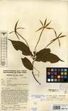 Specimen picture.