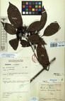 Specimen picture.