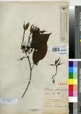 Specimen picture.