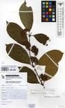 Specimen picture.