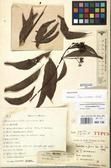Specimen picture.