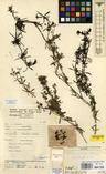 Specimen picture.