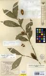 Specimen picture.
