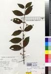 Specimen picture.