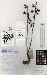 Specimen picture.