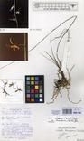 Specimen picture.