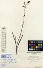 Specimen picture.