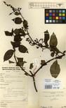 Specimen picture.