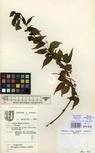 Specimen picture.