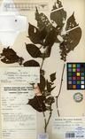 Specimen picture.