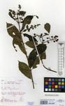 Specimen picture.