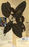 Specimen picture.