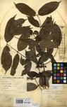 Specimen picture.