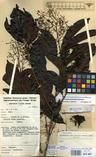 Specimen picture.
