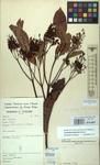 Specimen picture.
